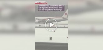 Deer walked onto the runway of a Japanese airport