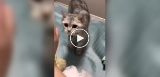 Вечно голодные коты