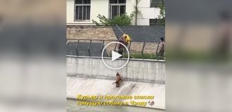Курьер спас тонущую собаку