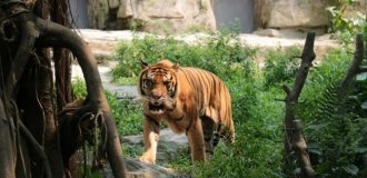 Зоопарк в Дании просит посетителей отдавать своих домашних животных на корм хищникам (3 фото)