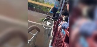 Слон из китайского зоопарка вернул кепку туристу и станцевал от радости