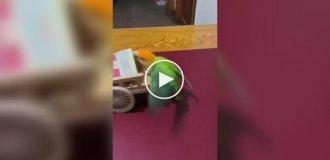 Попугай курильщика