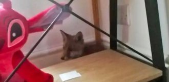 “Definitely not a cat”: a woman accidentally found out that she lived in the same room with a wild animal (3 photos)
