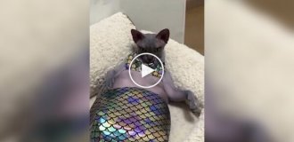 Little Bites: Little Mermaid Cat Cosplay