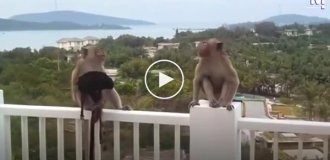 Банда обезьян устроила «модельный показ» на балконе отеля