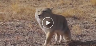 Вы когда-нибудь видели, как забавно ходит тибетская лиса