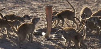 A Tough School Of Life: How Meerkat Children Learn To Fight snakes and scorpions? (9 photos)