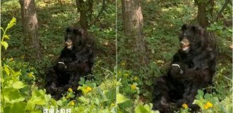 Медведь на полставки: Зоопарк в Китае ищет человека на роль лесного хищника (3 фото + 1 видео)