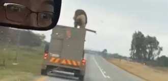 A lion rode on the roof of a trailer and escaped (3 photos + 1 video)