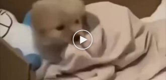 Щенок не захотел вставать со своей кровати