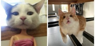 22+ cats that know everything and even more about comfort (23 photos)