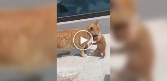 Для мамы нет препятствий