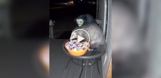 Candy thief.