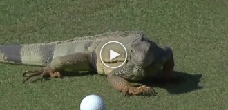 Игуана устроила диверсию на соревнованиях по гольфу