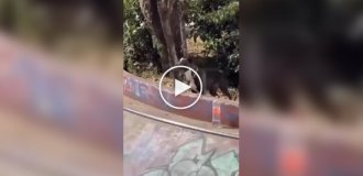 Собака спровоцировала несколько падений в скейт-парке