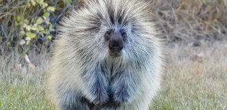 Поркупин: смертельно опасный зверь, о котором мало кто знает (14 фото)