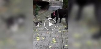 Formidable street kittens