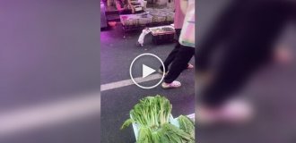 Котик добыл себе креветку