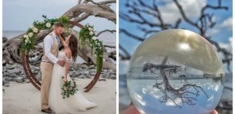 The Mysterious Beach of Bleached Trees on Jekyll Island (44 photos + 1 video)