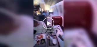 Мужчина купил для своего кота билет бизнес-класса