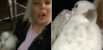 Пьяная девушка принесла домой чайку, а после выяснила, что у неё птичий грипп (2 фото + 1 видео)