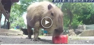 A championship in eating watermelons among capybaras was held in Japan