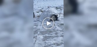 Пес позволил хозяину себя закопать