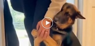 Пес не хочет отпускать хозяина на работу