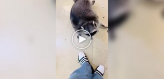 Приключения упитанного енота-полоскуна