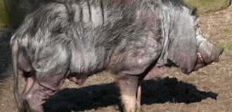 Meishan: Chinese miracle pig produces a huge amount of biomass (8 photos)