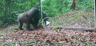 Животные и зеркало