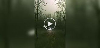 Затонувший мир: как немецкий угольный карьер превратился в фантастическое озеро с подводными лесами