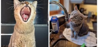 Мурчальное лето: 20 котиков, которые переживают жару с удовольствием (21 фото)