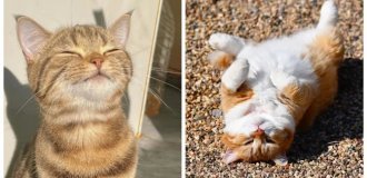 Sun catchers: 20 cats that hunt sunbeams and leave them no chance (21 photos)