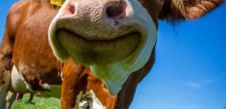Cows They turned out to be "socially smarter" than previously thought: they recognize people by faces and voices.