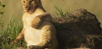 Простое львиное счастье (4 фото)