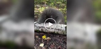 What a young porcupine looks and sounds like