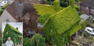 The whole house was “occupied”: the neighbors beg the spouses to trim the bushes (4 photos)