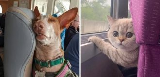 17 fellow travelers who made the trip more exciting for both the owners and those around them (18 photos)