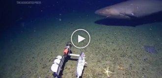 Ученые впервые зафиксировали акулу в водах Антарктики