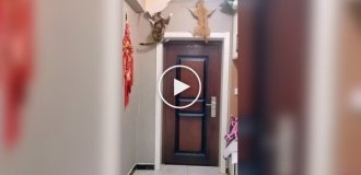 Животные (короткие видео). Выпуск 89