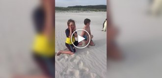 An emperor penguin has made it to Australia