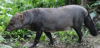 Призрачная "собака" Амазонии оказалась не такой уж редкой — просто она слишком хорошо прячется (3 фото + 1 видео)