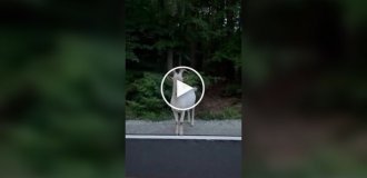 Встреча поляка с козлом и кабаном