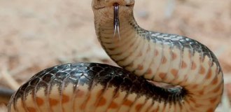 Eastern brown snake: the second most venomous snake in the world (9 photos)