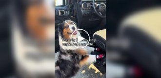 Dog's reaction to a car wash