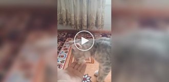 Таблетка допомогла кошенятку еволюціонувати