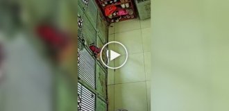 О пользе кошек наглядно