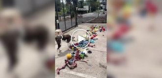 Dogs from an Australian shelter choose their own Christmas presents