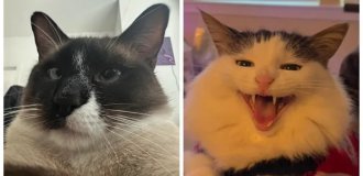 25 снимков, демонстрирующих, что мир вертится вокруг котиков (26 фото)